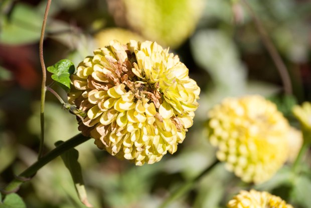 On Sunday September 29, a flower blooms outside the Old South Church in Copley Square. Created by Chelsea Diana.